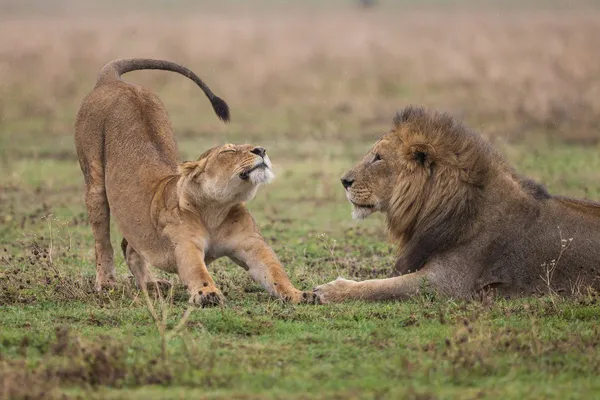 Yala Safari in Sri Lanka